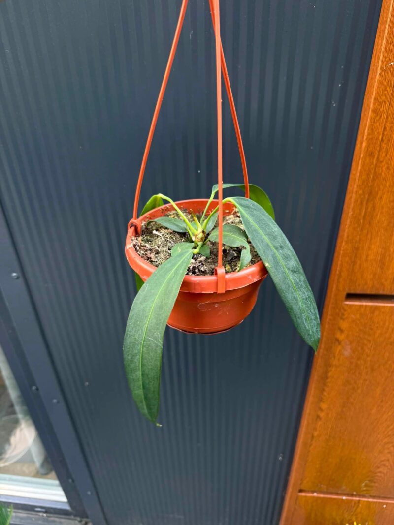 Anthurium Wendlingerii