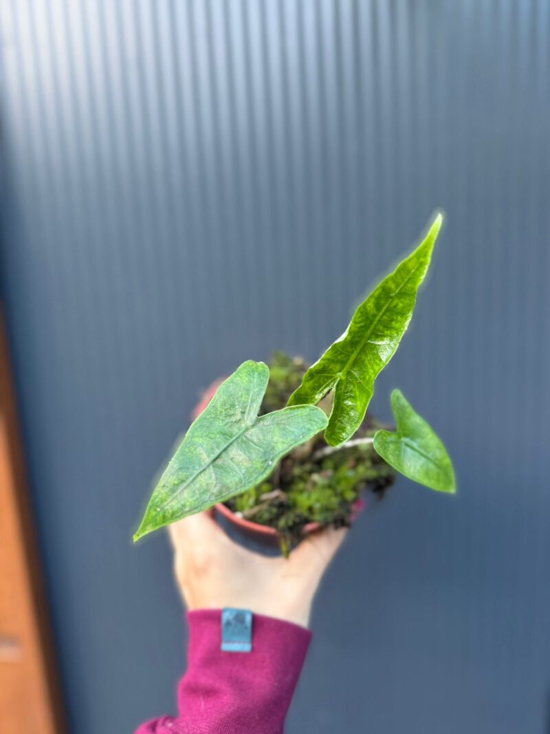 Alocasia Reticulata