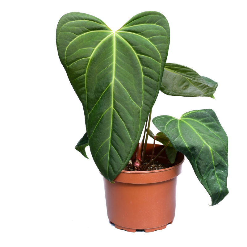Anthurium Ysuni heart x Anthurium besseae aff PREORDER