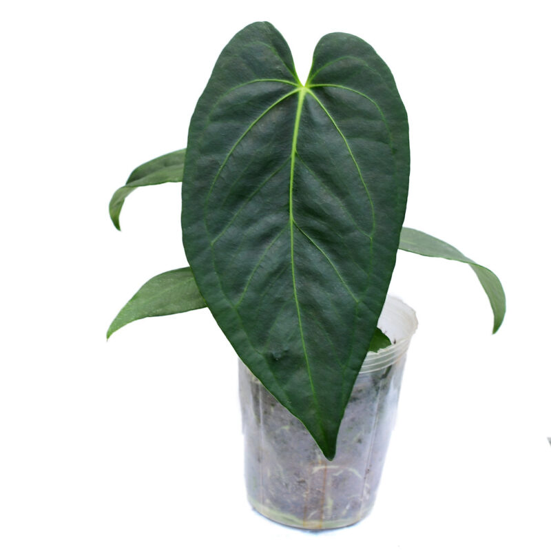 Anthurium nigrolaminum ‘Gigi’ x Anthurium regale PREORDER Anthurium nigrolaminum ‘Gigi’ x Anthurium regale PREORDER