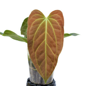 Anthurium Ysuni heart x Anthurium besseae aff PREORDER