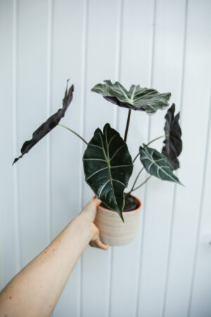alocasia longiloba dragon’s tooth