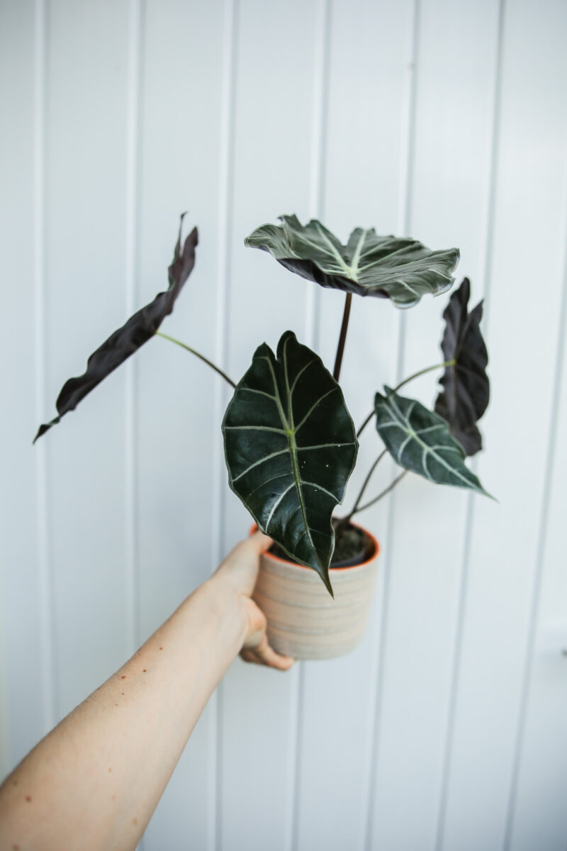 alocasia longiloba dragon’s tooth