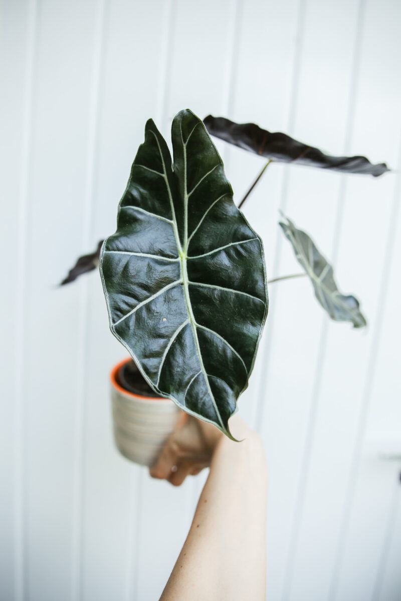 alocasia longiloba dragon’s tooth