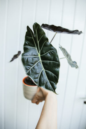 alocasia longiloba dragon’s tooth