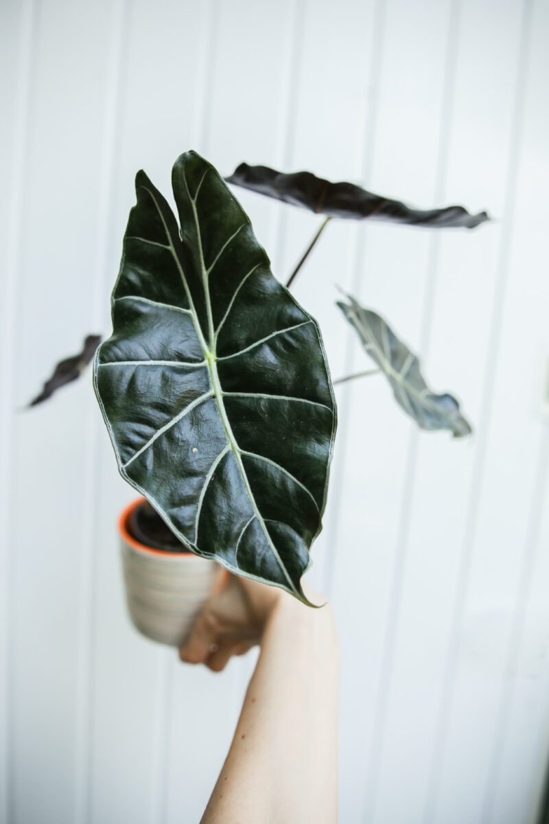 alocasia longiloba dragon’s tooth
