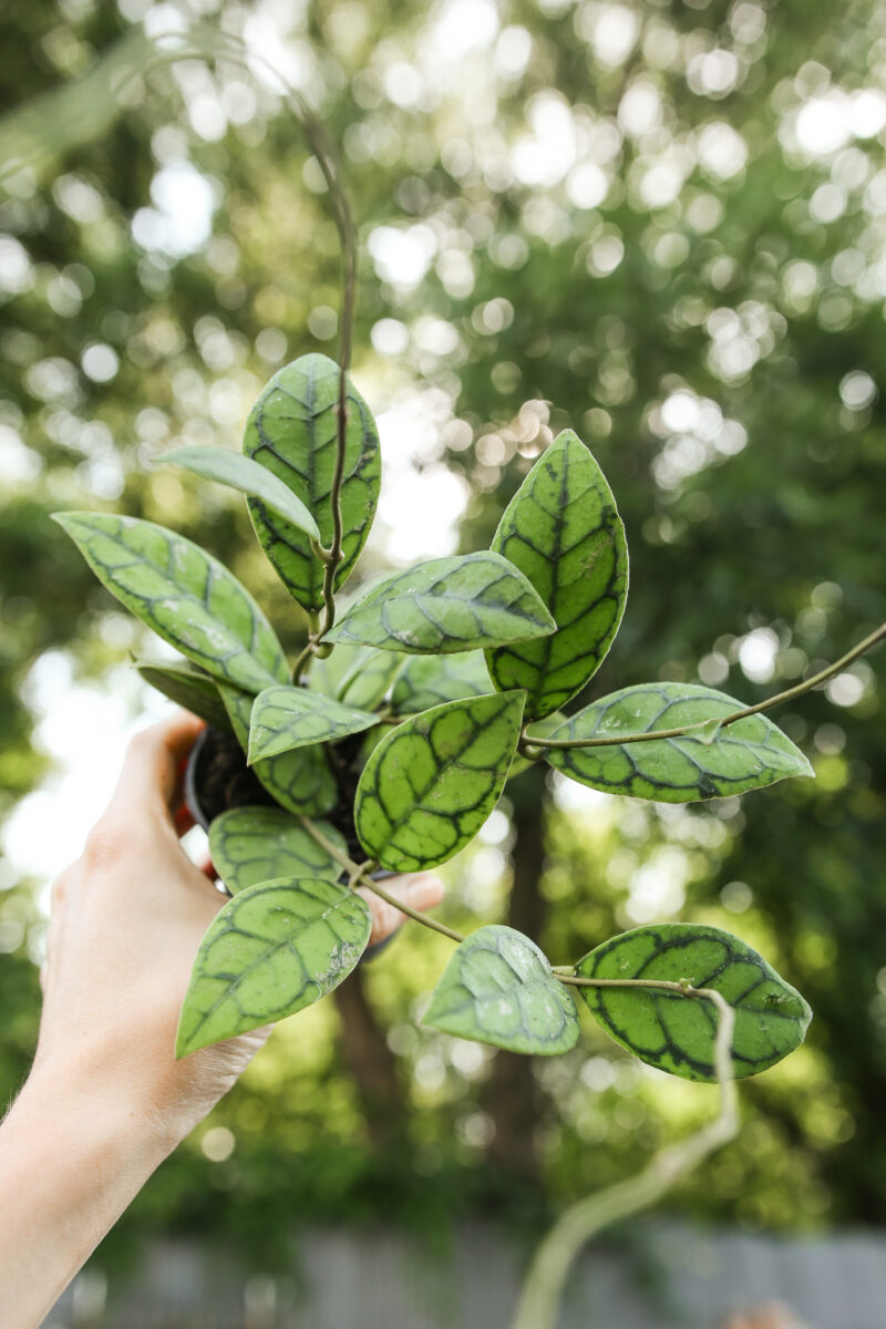 Hoya callistophylla