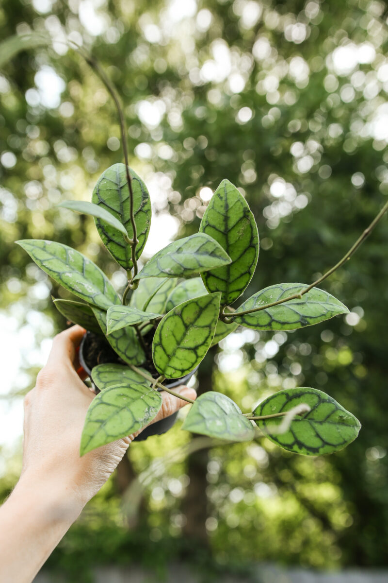 Hoya callistophylla