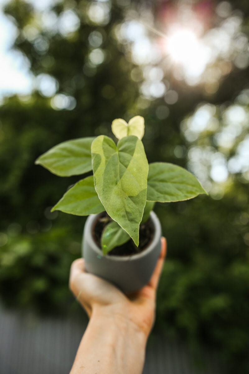 Anthurium Baloanum