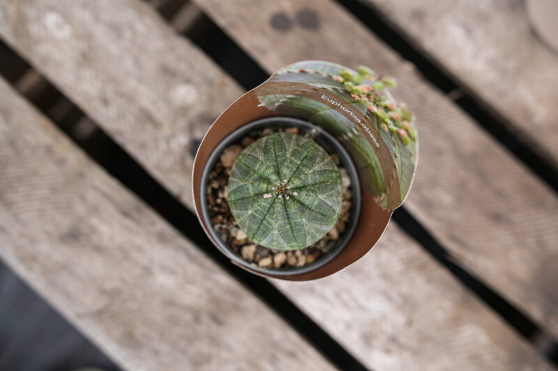 Euphorbia Obesa