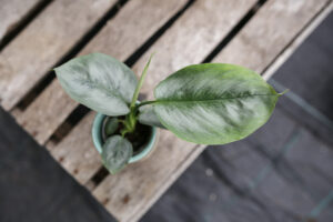 schismatoglottis silver borneo