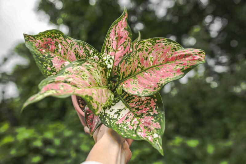 Aglaonema Anymaynee Tricolor Aglaonema Anymaynee Tricolor