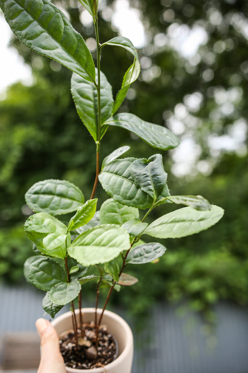 Camellia – herbata Camellia – herbata