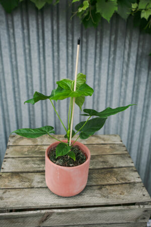 Anthurium Baloanum