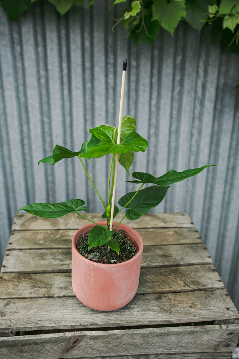 Anthurium Baloanum