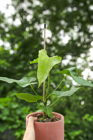 Anthurium Baloanum