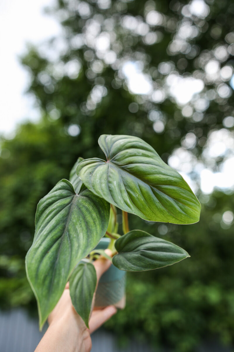 Philodendron Plowmanii