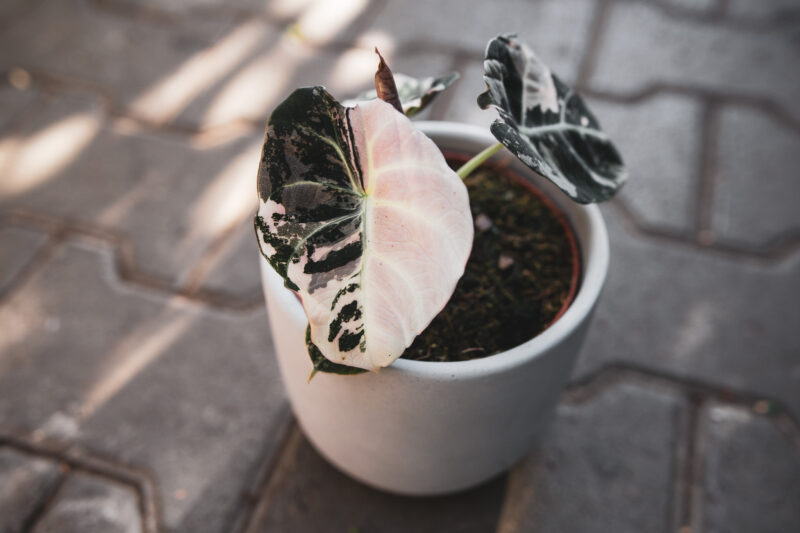 Alocasia Black Velvet Variegata Pink Alocasia Black Velvet Variegata Pink