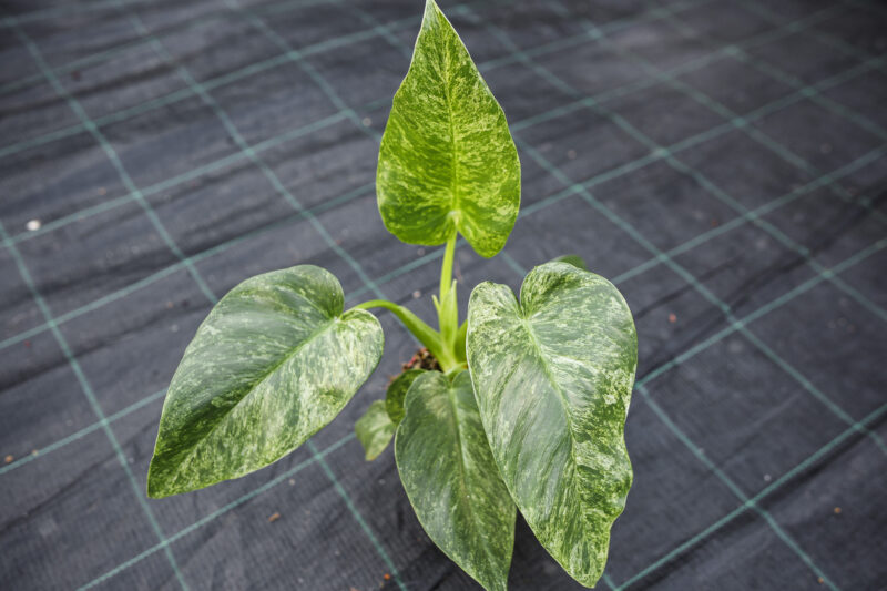 Philodendron Giganteum Variegata Philodendron Giganteum Variegata