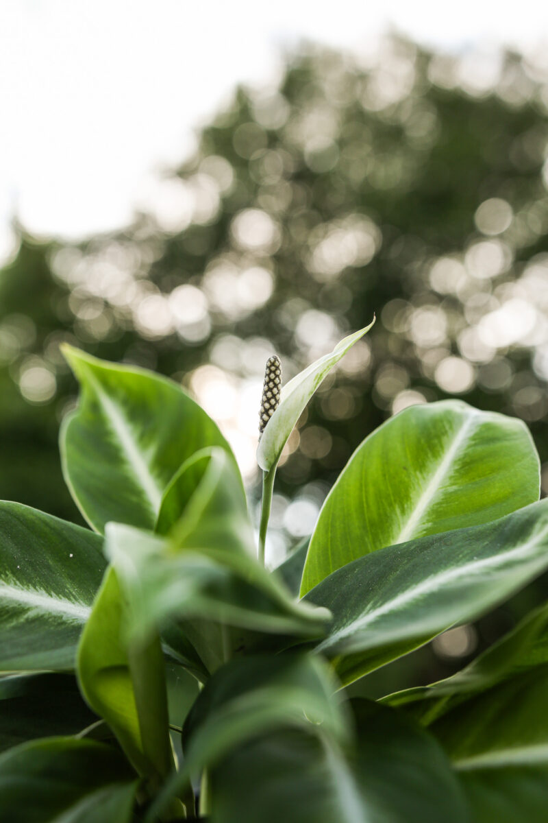 Skrzydłokwiat silver stick IIkat