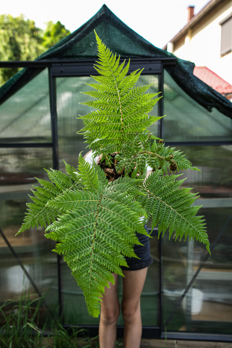 Australijska Paproć Drzewiasta (Cyathea Cooperi) Australijska Paproć Drzewiasta (Cyathea Cooperi)