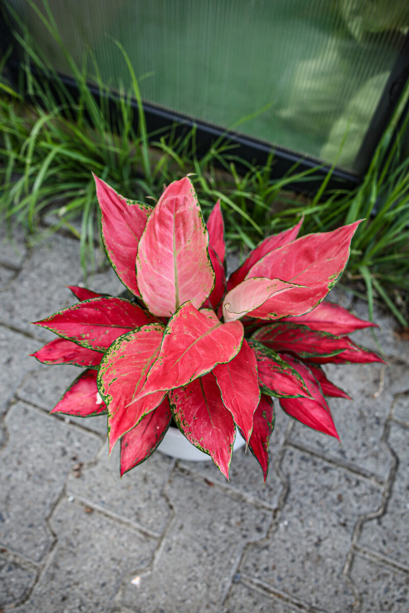 Aglaonema Cherry Baby Aglaonema Cherry Baby