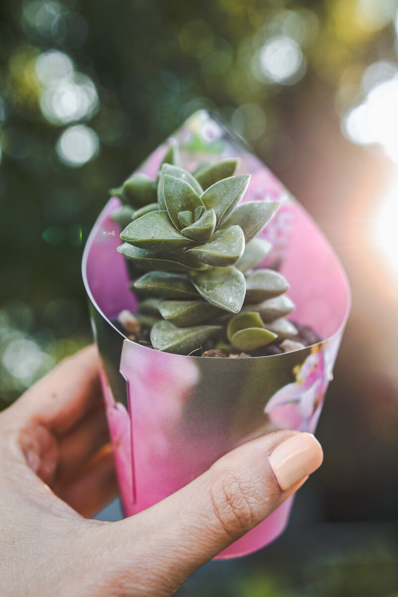 Crassula Springtime