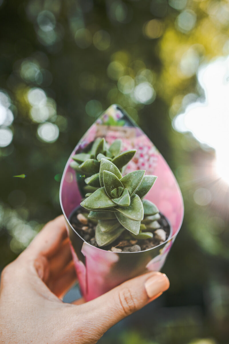 Crassula Springtime