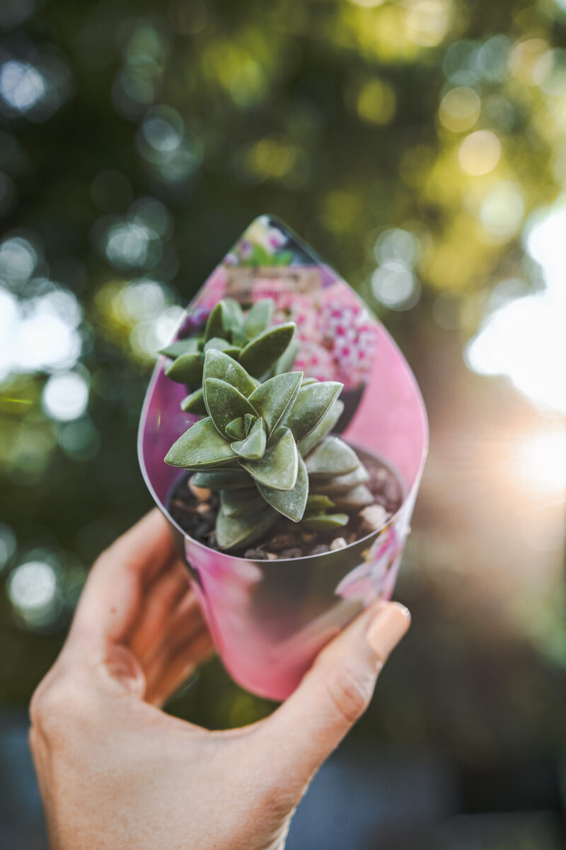Crassula Springtime