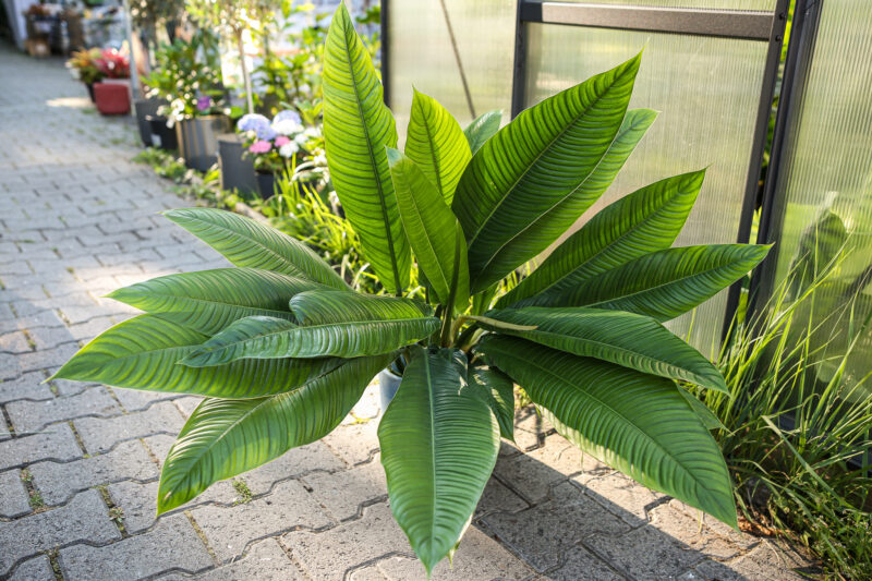 PHILODENDRON CAMPII LYNETTE PHILODENDRON CAMPII LYNETTE