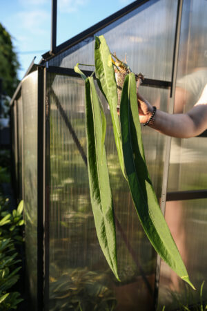 Anthurium Pallidiflorum