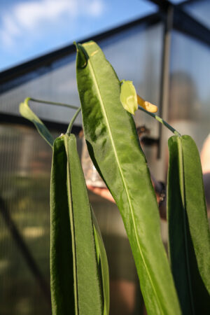 Anthurium Pallidiflorum