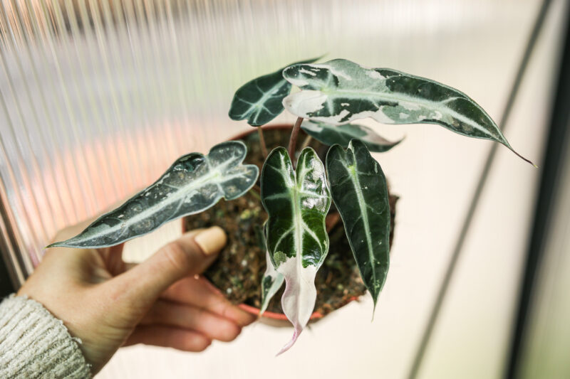 Alocasia Curly Bambino Variegata Pink Alocasia Curly Bambino Variegata Pink