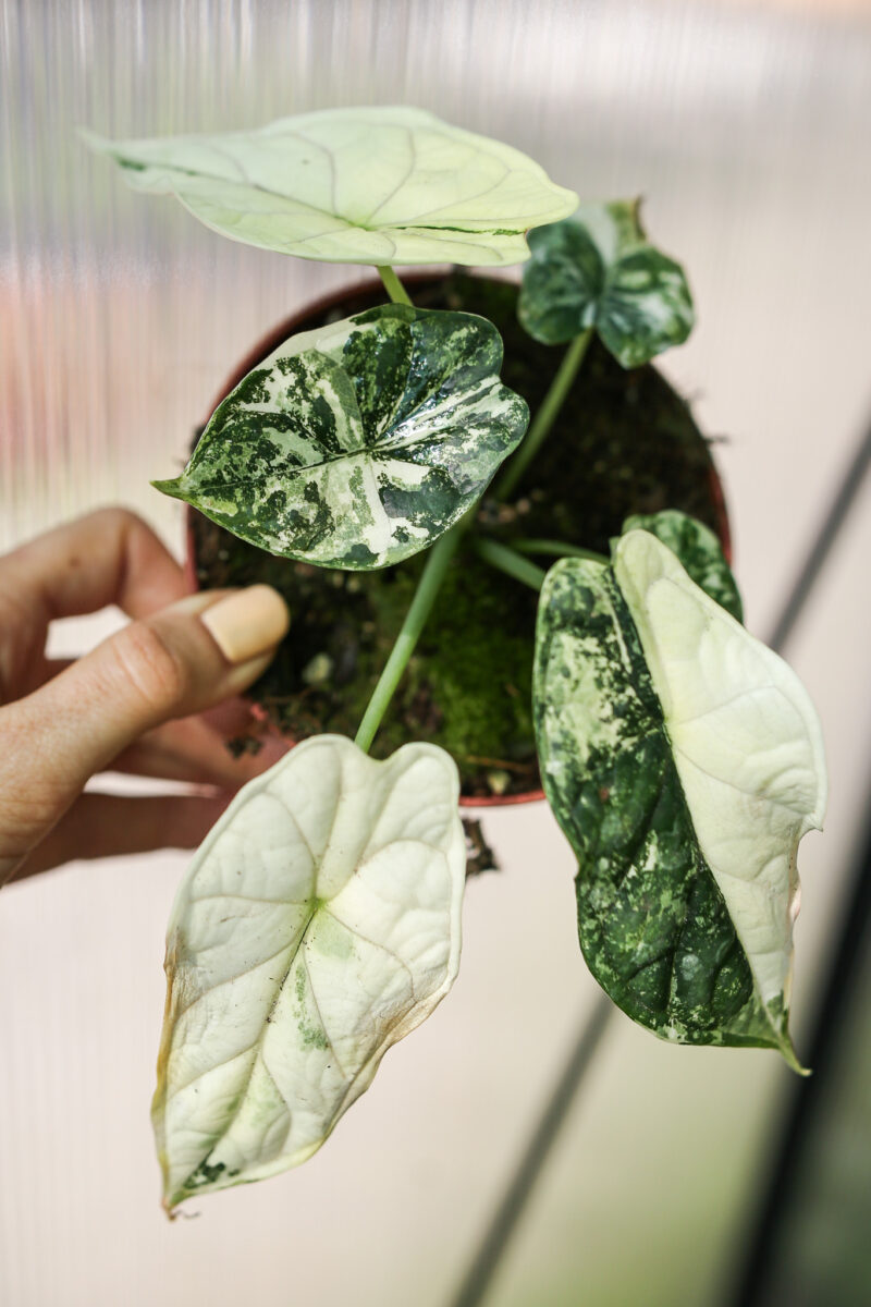Alocasia Dragon Scale Albo Variegata
