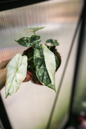 Alocasia Dragon Scale Albo Variegata
