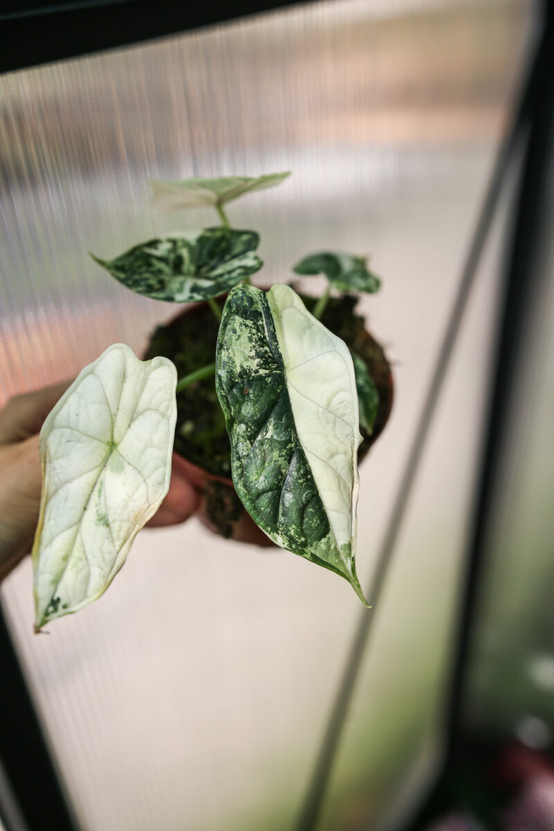 Alocasia Dragon Scale Albo Variegata
