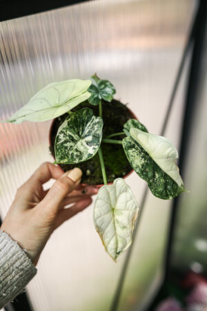 Alocasia Dragon Scale Albo Variegata