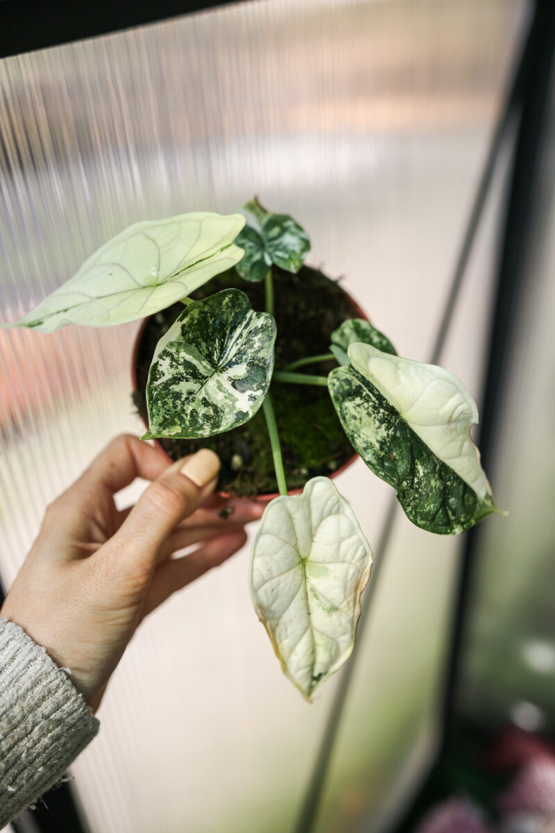 Alocasia Dragon Scale Albo Variegata Alocasia Dragon Scale Albo Variegata