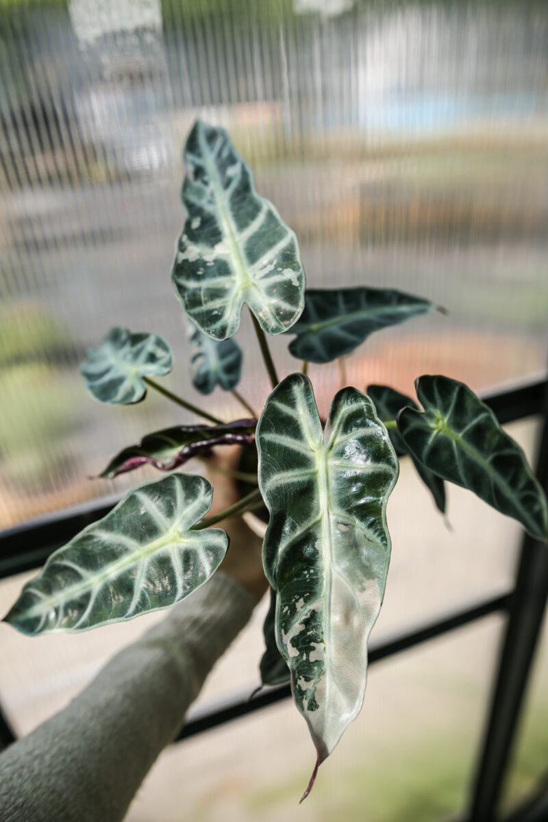 Alocasia Bambino Pink Alocasia Bambino Pink
