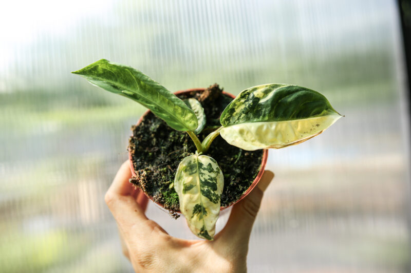 xanthosoma lindenii variegata xanthosoma lindenii variegata