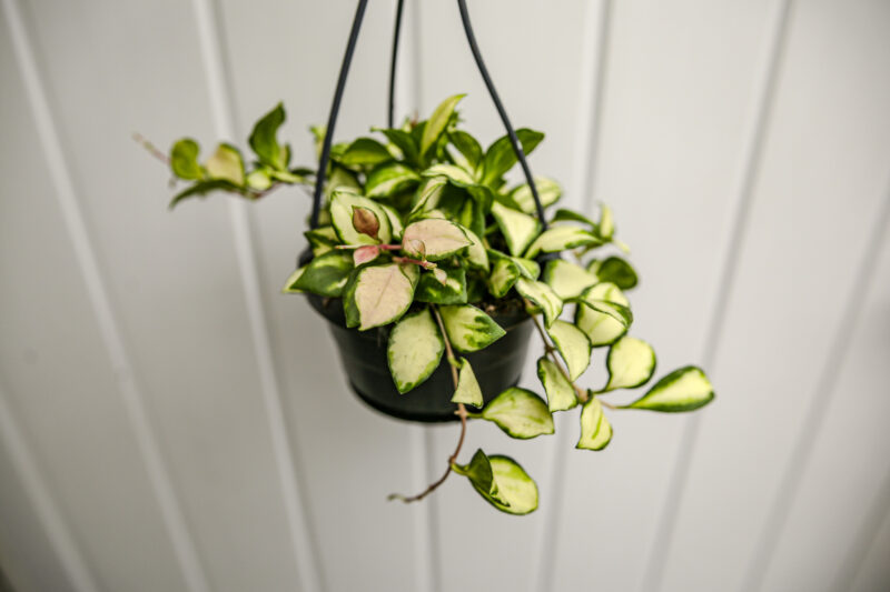 Hoya Heuschkeliana Variegata Hoya Heuschkeliana Variegata