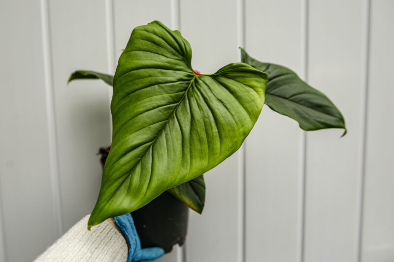 Philodendron squamicaule Red Philodendron squamicaule Red