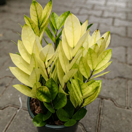 Zamioculcas Zamiifolia Chameleon