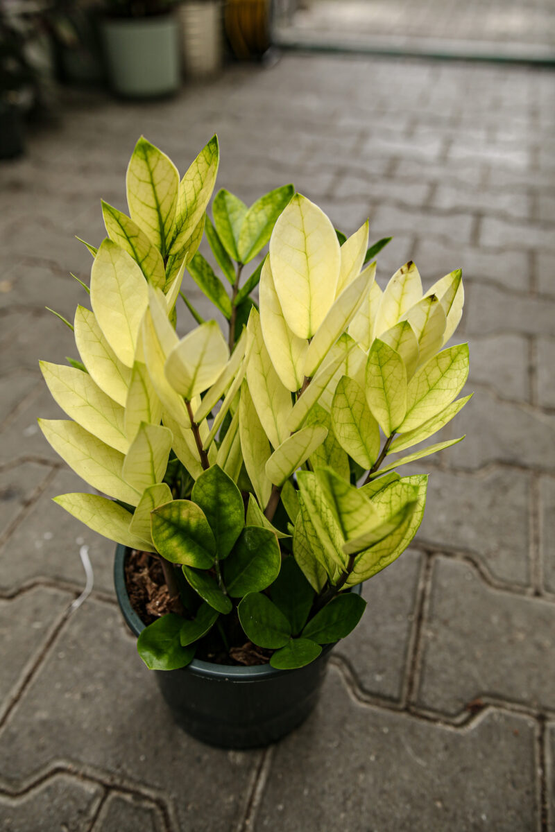 Zamioculcas Zamiifolia Chameleon Zamioculcas Zamiifolia Chameleon