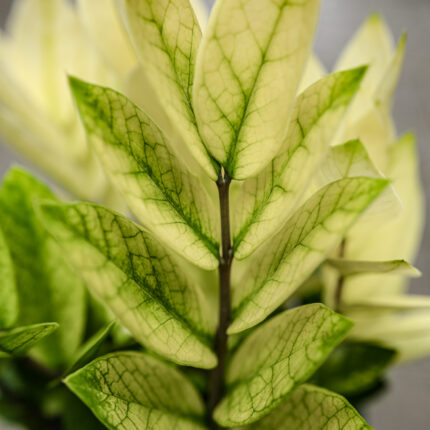 Zamioculcas Zamiifolia Chameleon