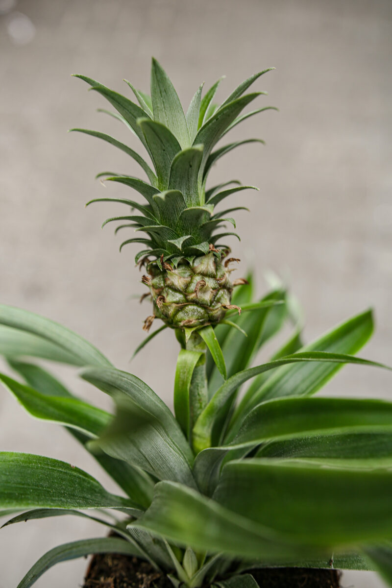 Ananas ‘Mi Amigo’ Ananas ‘Mi Amigo’