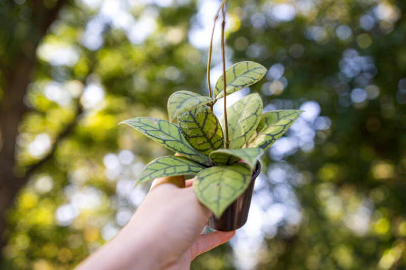 Hoya callistophylla