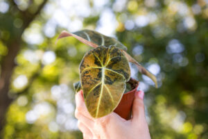 Alocasia Black Velvet Variegata Gold