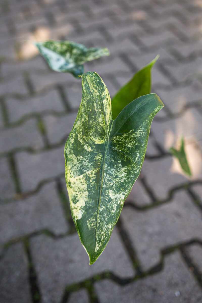 Alocasia Black Zebrina Variegata Alocasia Black Zebrina Variegata