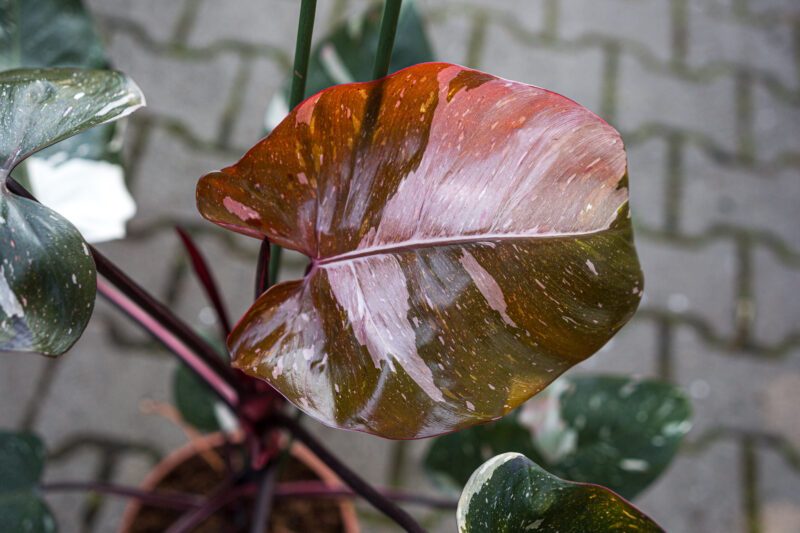 Philodendron Red Anderson Philodendron Red Anderson